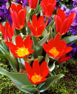 Svogūninės gėlės Tulpė (lot. Tulipa "Scarlet baby") 5vnt.