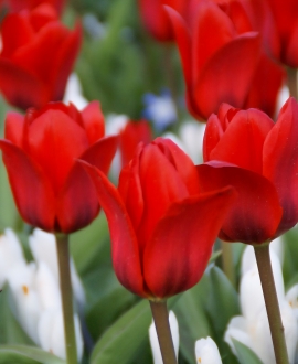 Svogūninės gėlės Tulpė (lot. Tulipa "Showwinner") 5vnt.