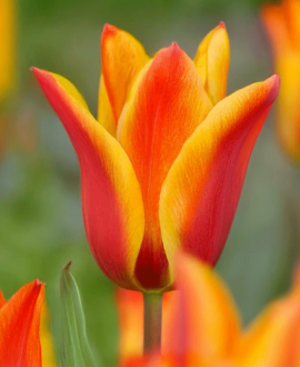 Svogūninės gėlės Tulpė (lot. Tulipa "Cape Cod") 5vnt.