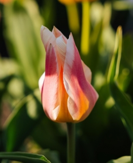 Svogūninės gėlės Tulpė (lot. Tulipa "Quebec") 5vnt.
