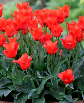 Svogūninės gėlės Tulpė (lot. Tulipa "Roodkapje- Red Riding Hood double") 5vnt. 