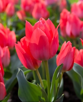 Svogūninės gėlės Tulpė (lot. Tulipa "Toronto") 5vnt, 