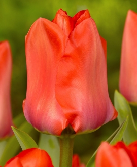 Svogūninės gėlės Tulpė (lot. Tulipa "Trauttmansdorff") 5vnt.