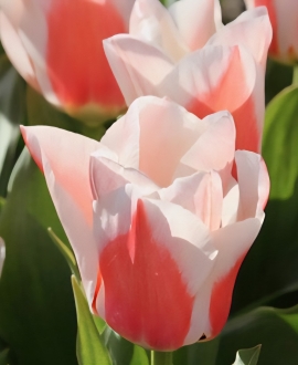 Svogūninės gėlės Tulpė (lot. Tulipa " Willem van den Akker") 5vnt.