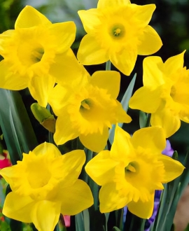 Svogūninės gėlės Narcizai (Lot. Narcissus "Dutch Master") 5vnt.