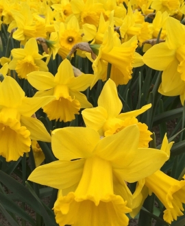Svogūninės gėlės Narcizai (Lot. Narcissus "Golden Harvest") 5vnt.