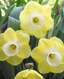 Svogūninės gėlės Narcizai (Lot. Narcissus "Avalon") 5vnt.