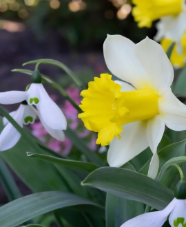 Svogūninės gėlės Narcizai (Lot. Narcissus "Melyor") 5vnt. 