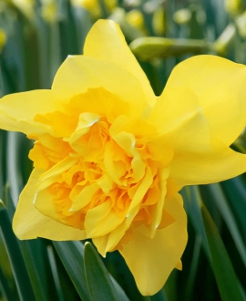 Svogūninės gėlės Narcizai (Lot. Narcissus "Dick Wilden') 5vnt.