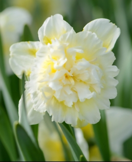 Svogūninės gėlės Narcizai (Lot. Narcissus "Ice King") 5vnt.