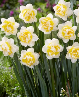 Svogūninės gėlės Narcizai (Lot. Narcissus "Westward") 5vnt.