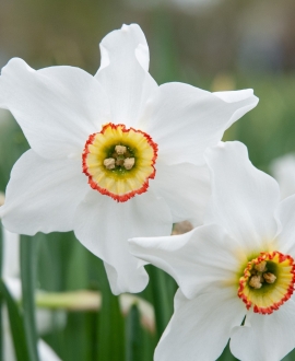 Svogūninės gėlės Narcizai (Lot. Narcissus "Recurvus") 5vnt. 
