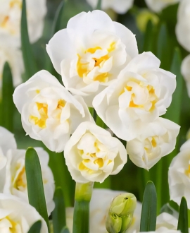 Svogūninės gėlės Narcizai (Lot. Narcissus "Bridal Crown") 5vnt.