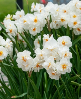 Svogūninės gėlės Narcizai (Lot. Narcissus "Sir Winston Churchill") 5vnt.