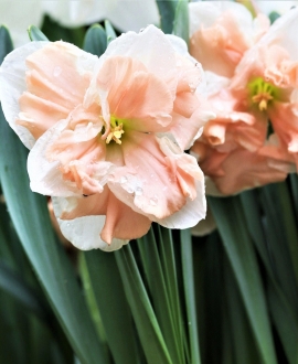 Svogūninės gėlės Narcizai (Lot. Narcissus "Apricot Whirl") 5vnt.