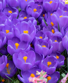 Svogūninės gėlės Krokai (Lot. Crocus "Blue Ocean") 10vnt.