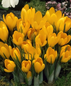 Svogūninės gėlės Krokai (Lot. Crocus "Golden Yellow") 10vnt.