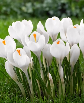 Svogūninės gėlės Krokai (Lot. Crocus "Jeanne d'Arc") 10vnt.