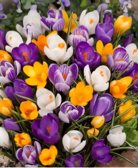 Svogūninės gėlės Krokai (Lot. Crocus "Grootbloeming/Large flowering Mix") 10vnt.