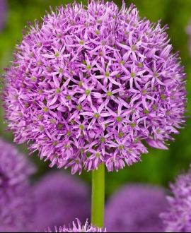 Dekoratyvinis česnakas (Lot. Allium "Ambassador") 1vnt.