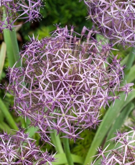 Dekoratyvinis česnakas (Lot. Allium "Christophii") 1vnt.
