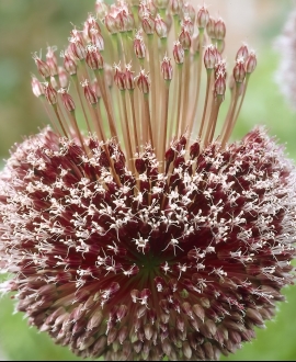 Dekoratyvinis česnakas (Lot. Allium "Forelock") 1vnt.