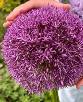  Dekoratyvinis česnakas (Lot. Allium "Gladiator") 1vnt.