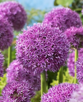 Dekoratyvinis česnakas (Lot. Allium "Globemaster") 1vnt.