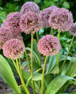 Dekoratyvinis česnakas (Lot. Allium "Lucky Balloons") 1vnt. 
