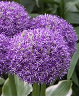 Dekoratyvinis česnakas (Lot. Allium "Pinball Wizard") 1vnt.