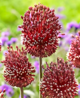 Dekoratyvinis česnakas (Lot. Allium "Red Mohican") 1vnt.