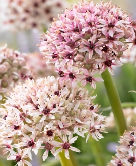 Dekoratyvinis česnakas (Lot. Allium "Silver Sring") 1vnt. 