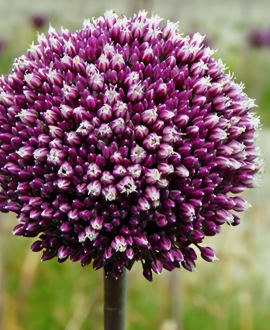 Dekoratyvinis česnakas (Lot. Allium" Summer Drummer")  1vnt.