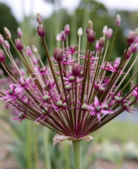 Dekoratyvinis česnakas (Lot. Allium "Toabago") 1vnt.