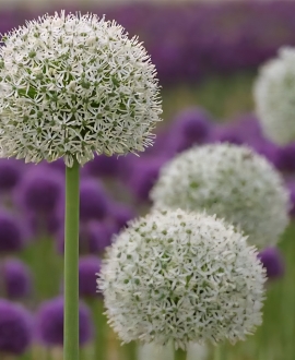 Dekoratyvinis česnakas (Lot. Allium "White Giant") 1vnt.