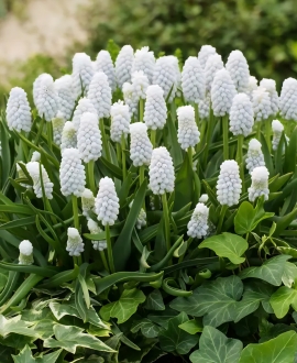 Svogūninės gėlės Žydrės (Lot. Muscari armeniacum "Siberian Tiger") 5vnt.
