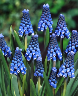 Svogūninės gėlės Žydrės (Lot. Muscari aucheri "Blue Magic") 5vnt.
