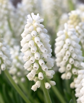 Svogūninės gėlės Žydrės (Lot. Muscari aucheri "White Magic") 5vnt.