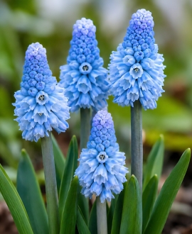 Svogūninės gėlės Žydrės (Lot. Muscari "Azureum") 5vnt.