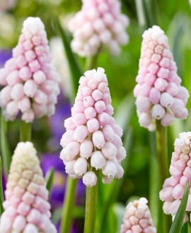 Svogūninės gėlės Žydrės (Lot. Muscari "Pink Sunrise") 5vnt.