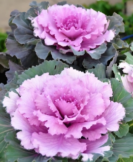 Dekoratyvinis kopūstas (Lot. Brassica oleracea " Attraction Pink") AKCIJA TIK 2eurai