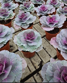  Dekoratyvinis kopūstas (Lot. Brassica oleracea " Attraction Red") AKCIJA tik 2eurai