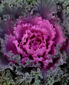 Dekoratyvinis kopūstas (Lot. Brassica oleracea "King Red") AKCIJA tik 2eurai