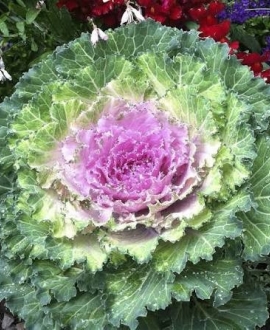 Dekoratyvinis kopūstas (Lot. Brassica oleracea "King Rose') AKCIJA tik 2eurai