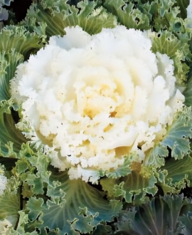  Dekoratyvinis kopūstas (Lot. Brassica oleracea "King White") AKCIJA 2eurai