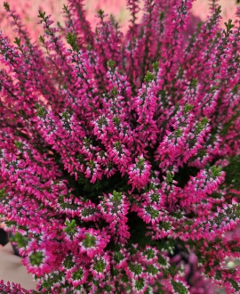 Viržis  (Lot. Calluna vulgaris) Rožinis