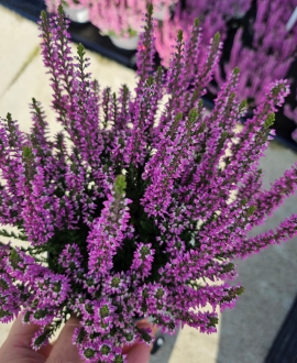 Viržis (Lot. Calluna vulgaris) Violetinis