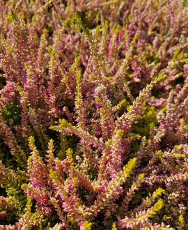 Viržis (Lot. Calluna vulgaris) Gelsvas - Rožinis AKCIJA tik 2.50