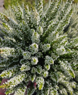 Viržis (Lot. Calluna vulgaris) Baltas