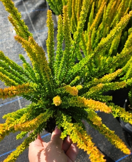 Viržis (lot. Calluna vulgaris "Skyline") Geltonas